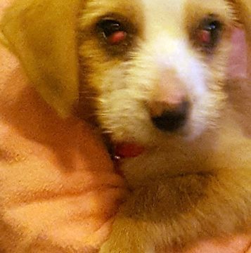 Cadela encontrada em Fazendas de Almeirim