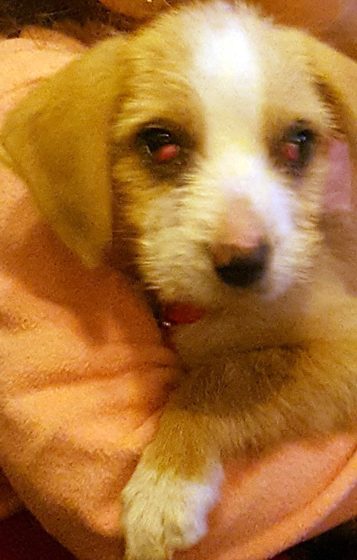 Cadela encontrada em Fazendas de Almeirim