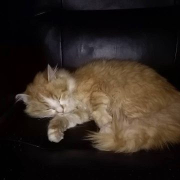 Gato encontrado em Almeirim