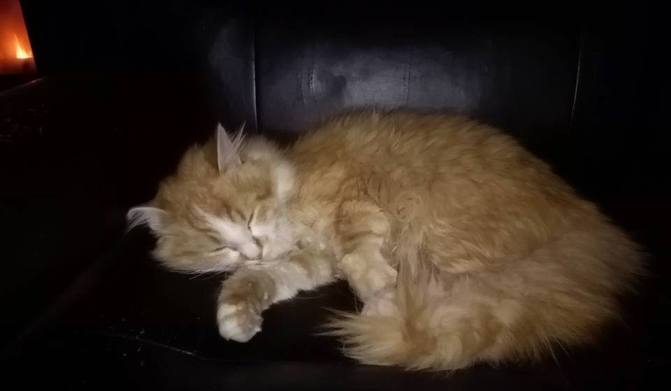 Gato encontrado em Almeirim