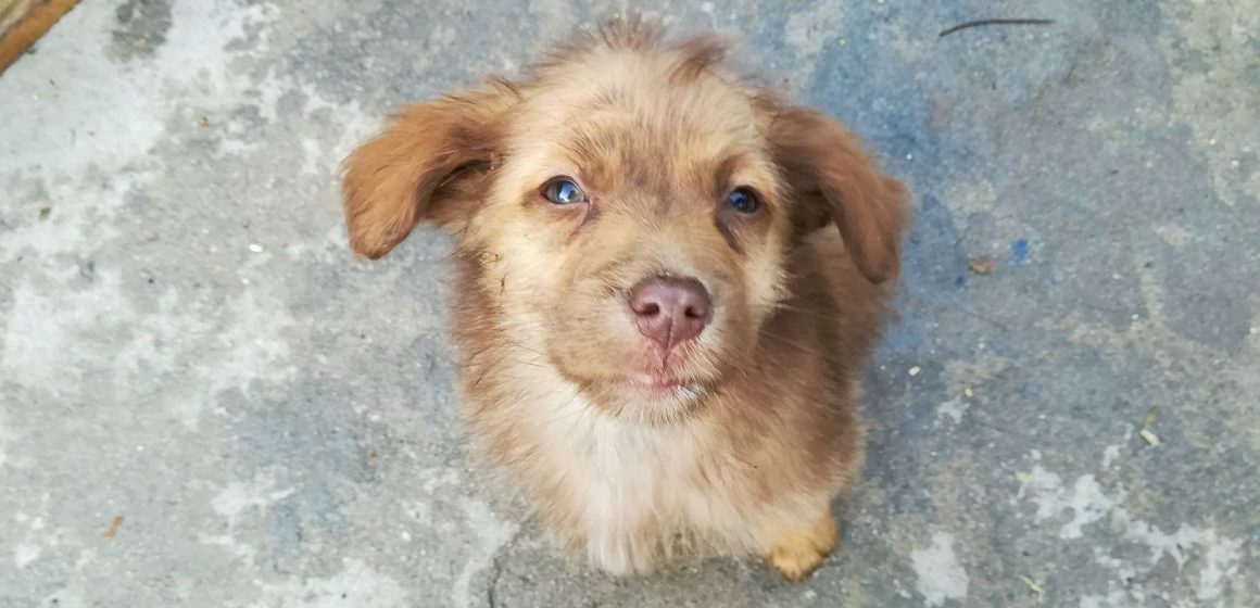 Bebés para adoção Bebés para adoção