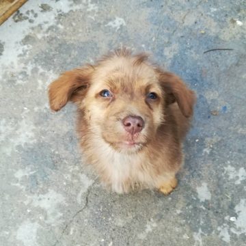 Bebés para adoção