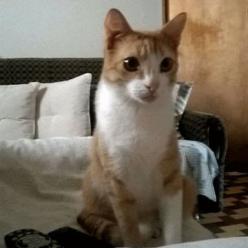 Gato desaparecido na zona do Pupo