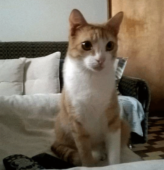 Gato desaparecido na zona do Pupo Gato desaparecido na zona do Pupo