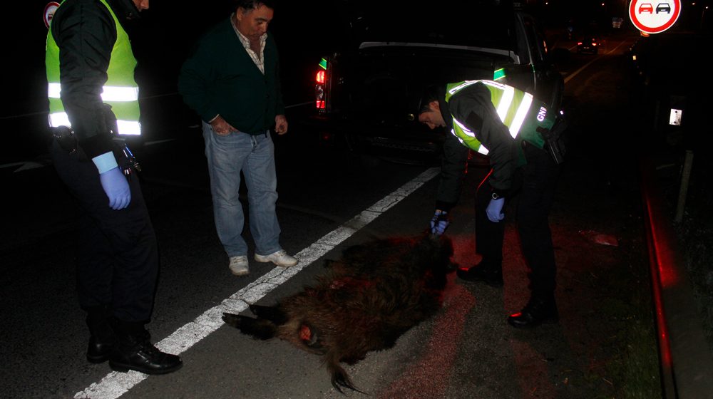 Concelho de Almeirim invadido por javalis