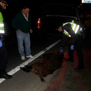 Javalis provocam acidentes na Estrada Nacional 118