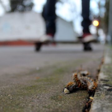 Lagarta do pinheiro invade Zona Norte