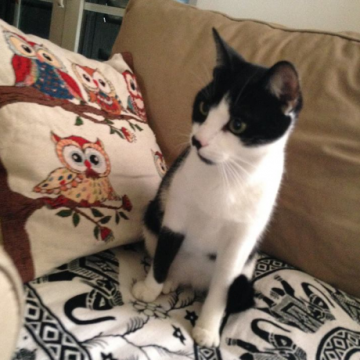 Gato desapareceu em Almeirim