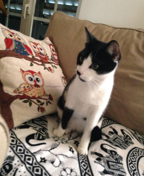 Gato desapareceu em Almeirim