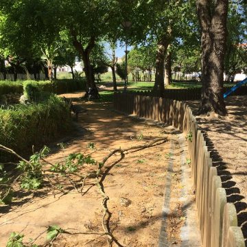 Árvores vandalizadas nos Charcos Árvores vandalizadas nos Charcos