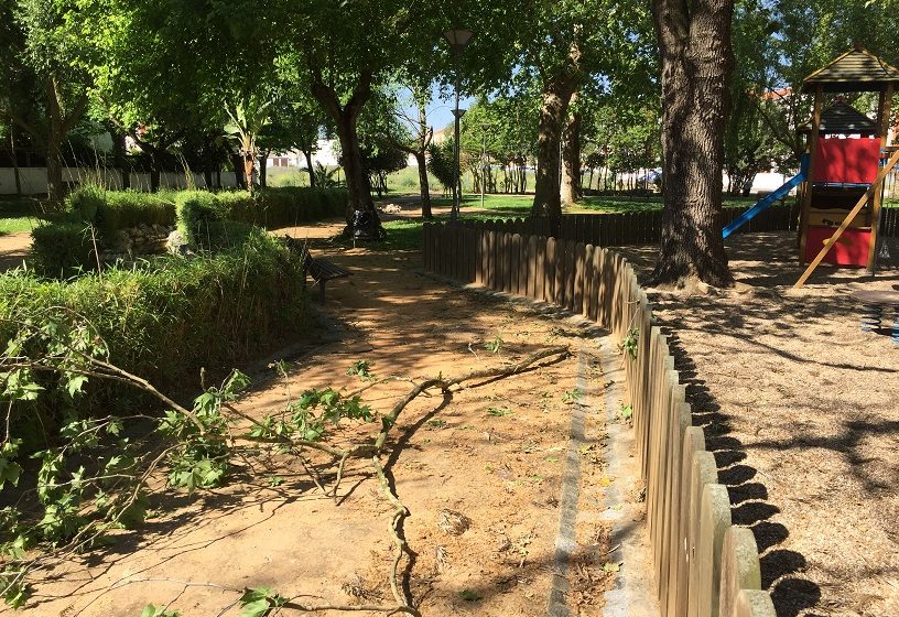 Árvores vandalizadas nos Charcos