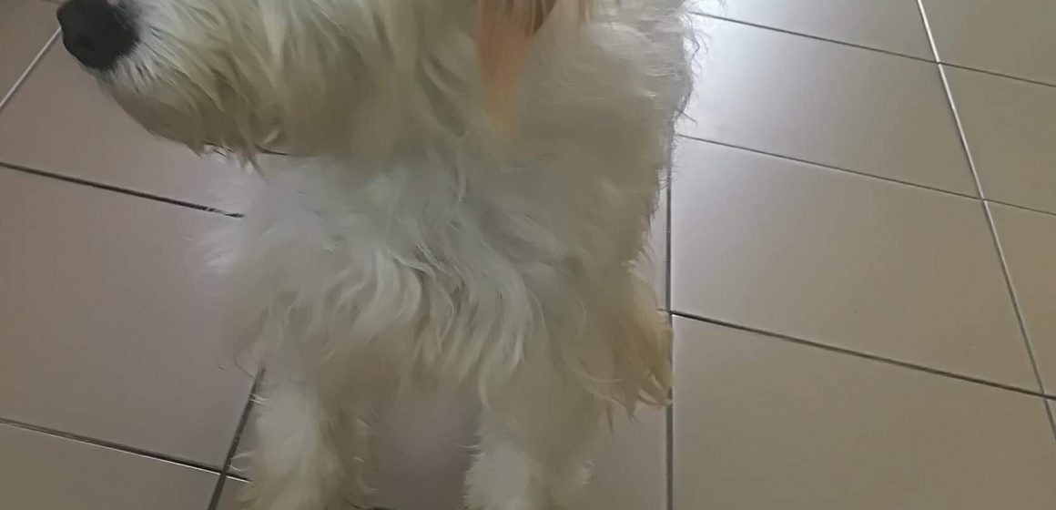 Cão encontrado