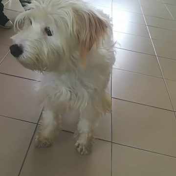 Cão encontrado