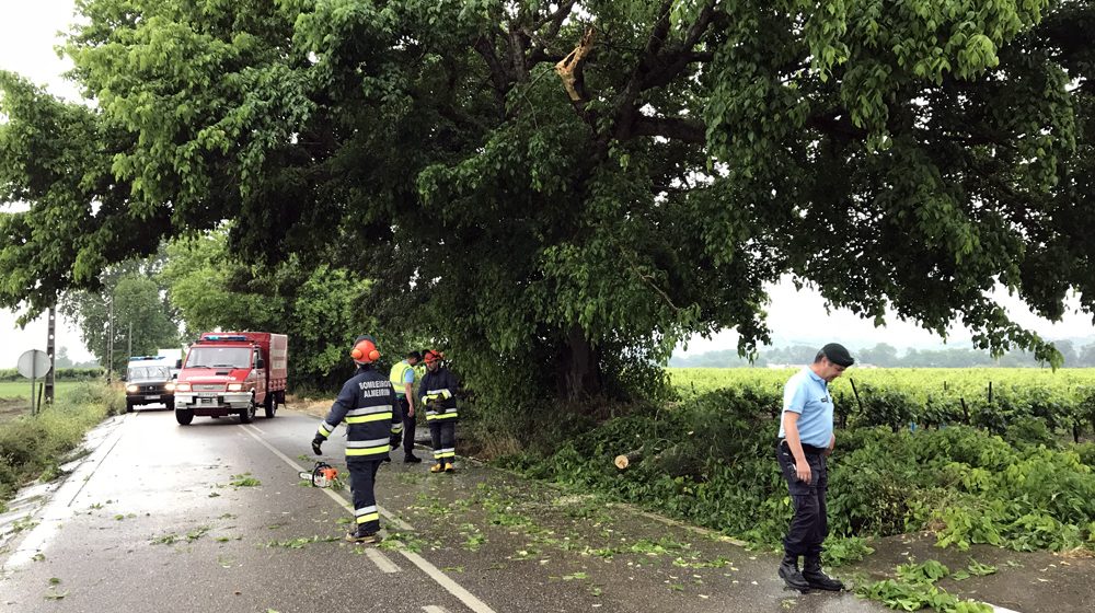 Queda de árvore condiciona trânsito na estrada entre a Tapada e Alpiarça Queda de árvore condiciona trânsito na estrada entre a Tapada e Alpiarça