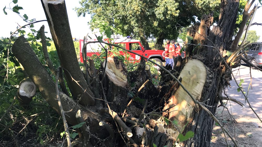 Árvore cai e obriga ao corte da estrada que liga Tapada a Alpiarça