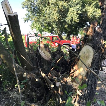 Árvore cai e obriga ao corte da estrada que liga Tapada a Alpiarça