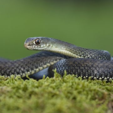 Cobra capturada em loja de Almeirim
