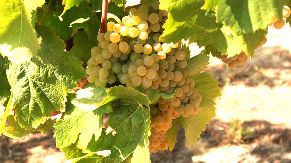 Três Produtores de vinho de Almeirim são convidados para a Adegga WineMarket