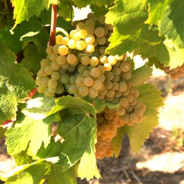 Três Produtores de vinho de Almeirim são convidados para a Adegga WineMarket Três Produtores de vinho de Almeirim são convidados para a Adegga WineMarket