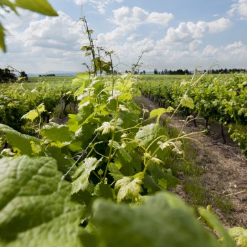 Tejo premeia fileira do vinho, da gastronomia e território a 19 de Junho