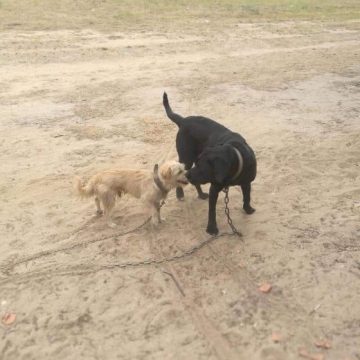 Cães  perdidos junto à Compal