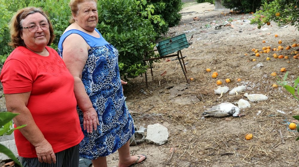 Cães vadios matam dezenas de animais de criação em Fazendas de Almeirim Cães vadios matam dezenas de animais de criação em Fazendas de Almeirim