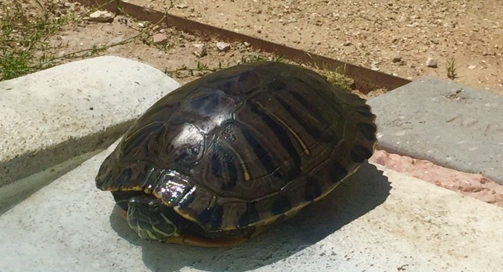 Tartaruga Primavera foi encontrada perto da Compal