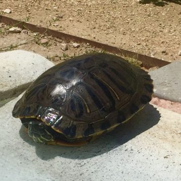 Tartaruga Primavera foi encontrada perto da Compal