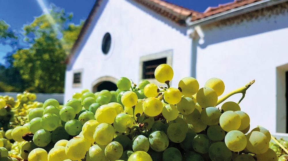 Vinhos do Tejo promove “Programas de Vindimas de 2018” Vinhos do Tejo promove “Programas de Vindimas de 2018”
