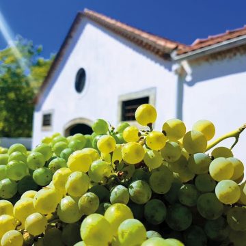 Vinhos do Tejo promove “Programas de Vindimas de 2018”