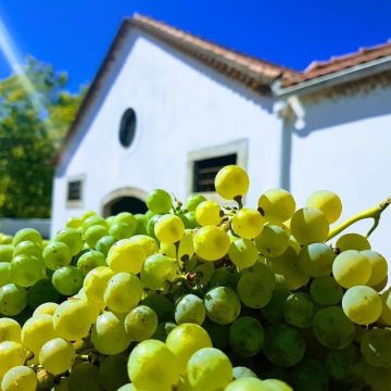 Vinhos do Tejo promove(m) ‘Programas de Vindimas de 2018’