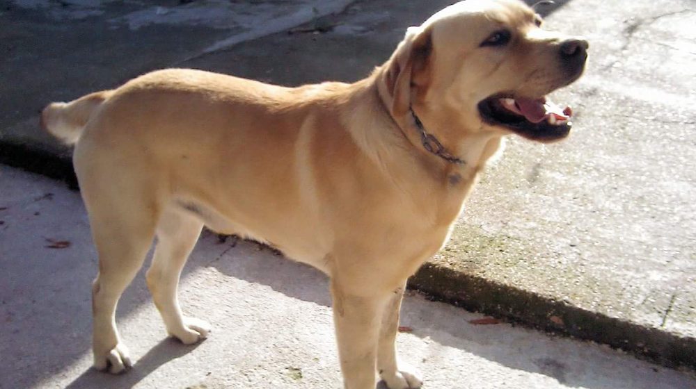 Cão desaparecido em Fazendas de Almeirim