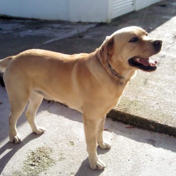Cão desaparecido em Fazendas de Almeirim