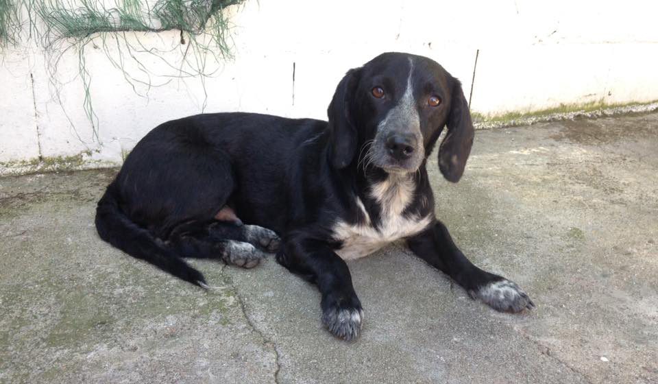 Cão encontrado em Almeirim