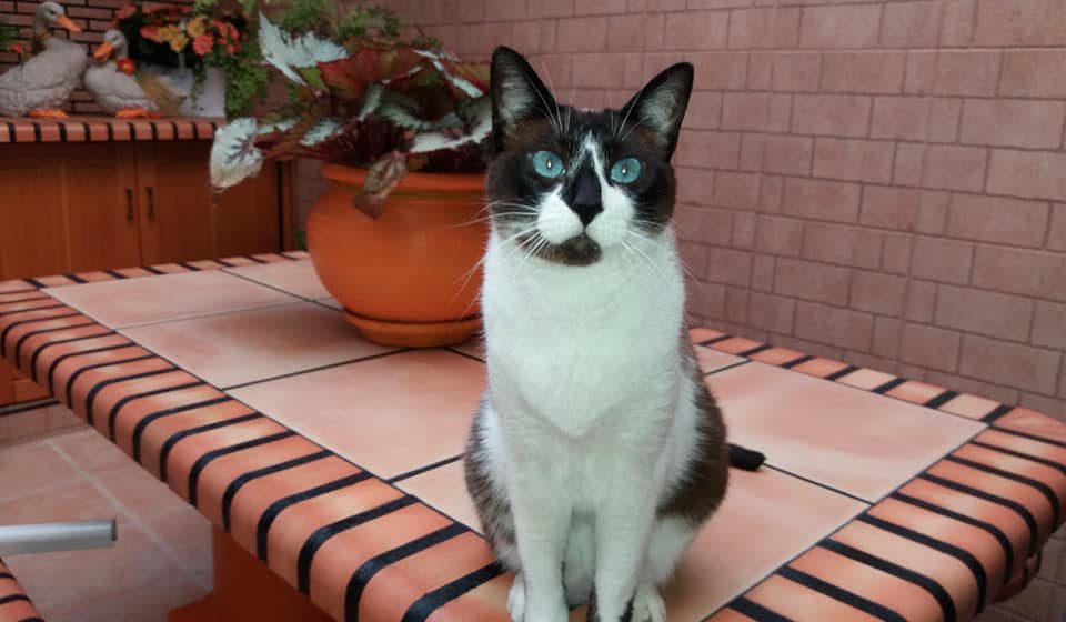 Gata desapareceu em Almeirim