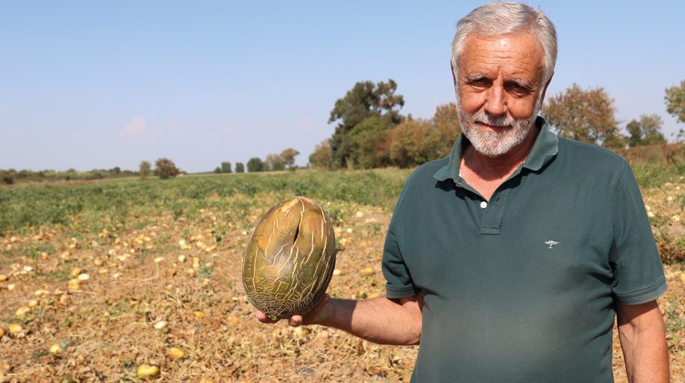 Produtor de Melão D’Almeirim perde 90% da produção devido ao calor intenso Produtor de Melão D’Almeirim perde 90% da produção devido ao calor intenso