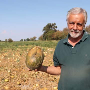 Produtor de Melão D’Almeirim perde 90% da produção devido ao calor intenso
