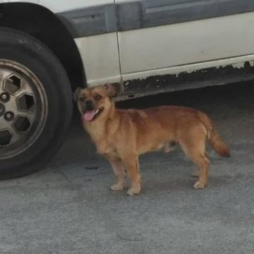 Cão perdido em Almeirim