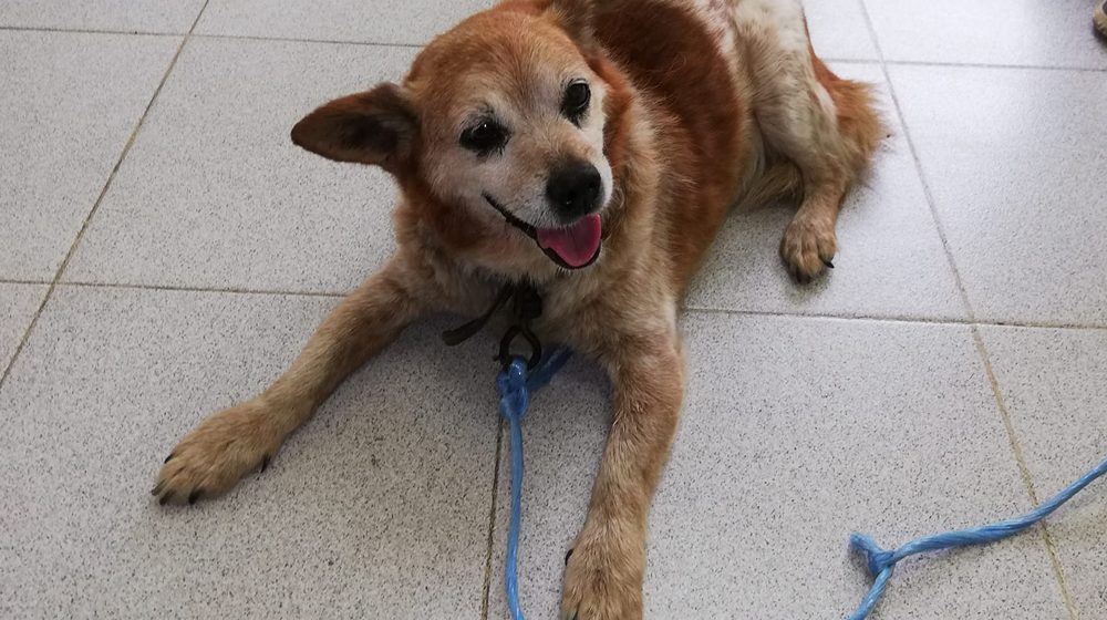 Cão resgatado de vala em Fazendas de Almeirim