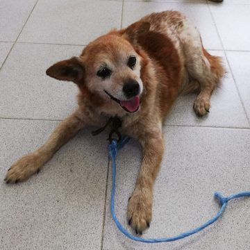 Cão resgatado de vala em Fazendas de Almeirim