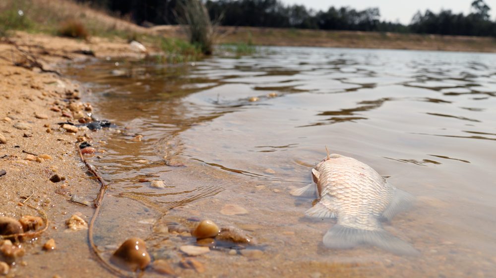 Peixes encontrados mortos na Barragem dos Gagos (C/VÍDEO)