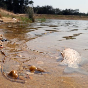 Peixes encontrados mortos na Barragem dos Gagos (C/VÍDEO)
