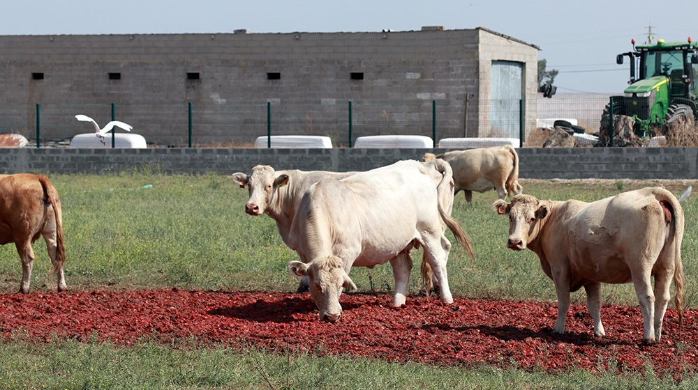 Tomates usados na tomatada já foram consumidos