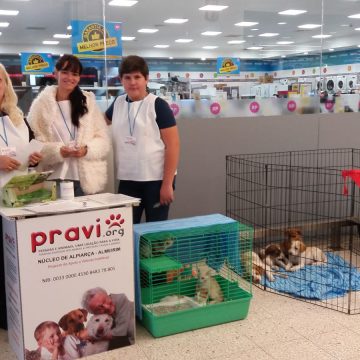 Animais para adopção e recolha de alimentos Animais para adopção e recolha de alimentos