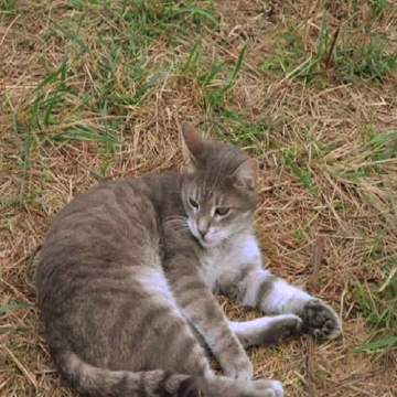 Gato perdido em Paços dos Negros
