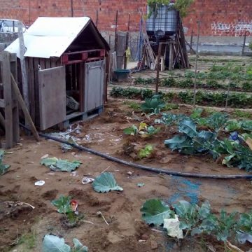 Vandalismo e roubos nas Hortas Urbanas Vandalismo e roubos nas Hortas Urbanas