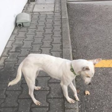 Cão perdido junto à Compal