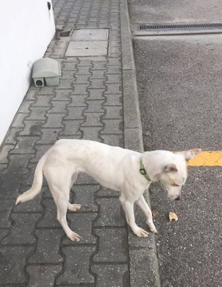 Cão perdido junto à Compal