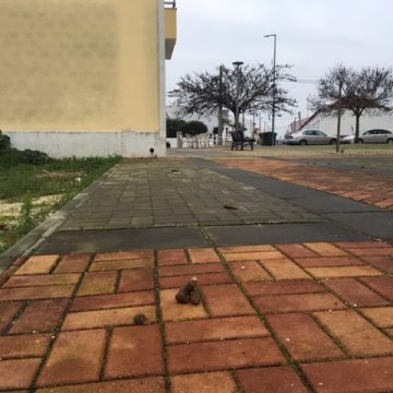 Orgulho do Presidente transformado em WC para cães