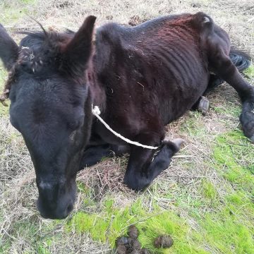 Égua encontrada quase a morrer conseguiu sobreviver